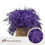 náhled RK ZELEN PLUMOSUS 45CM BARVA FIALOVÁ