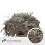 náhled RK ZELEN PLUMOSUS BARVA 65 CM PLATINA